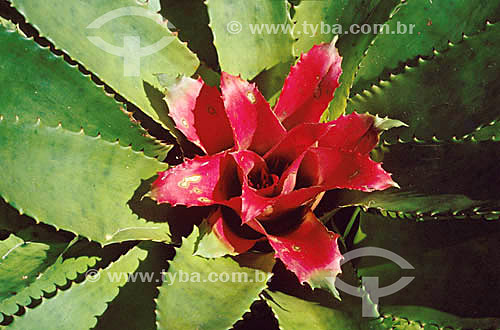  Bromeliad - Atlantic Rainforest - Brazil 