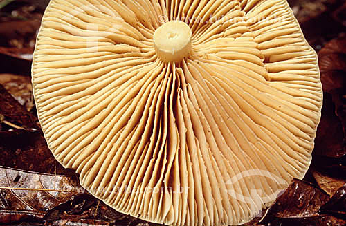 Mushroom - Atlantic Rainforest - Brazil 