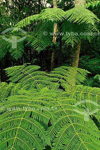  (Alsophila armata) Giant Fern - Itatiaia - Rio de Janeiro state - Brazil 