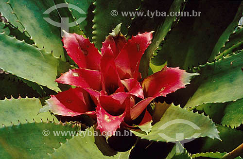  Bromeliad - Atlantic Rainforest - Brazil 