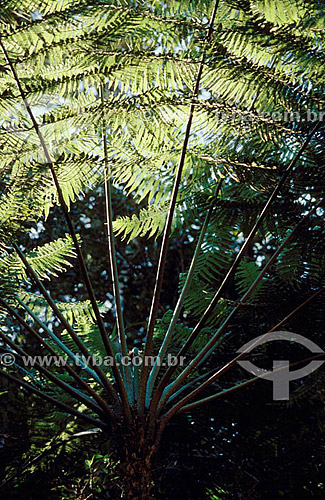  (Cyathea copelandii) Giant Fern - Itatiaia Village - Rio de Janeiro state - Brazil 