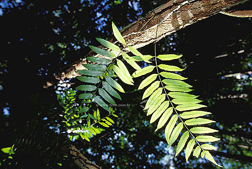  Atlantic Rainforest - Veracruz Station - Porto Seguro city - South Bahia State - Brazil 