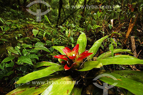  Bromelias at Atlantic Rain Forest - Sea Mountain Range State Park - Cunha region - Sao Paulo state - Brazil - 01/2007 