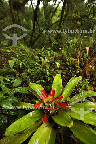  Bromelias at Atlantic Rain Forest - Sea Mountain Range State Park - Cunha region - Sao Paulo state - Brazil - 01/2007 