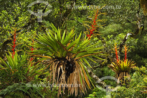  Bromelias at Atlantic Rain Forest - Sea Mountain Range State Park - Cunha region - Sao Paulo state - Brazil - 01/2007 