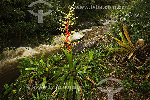  Bromelias at Atlantic Rain Forest - Sea Mountain Range State Park - Cunha region - Sao Paulo state - Brazil - 01/2007 