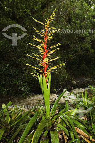  Bromelias at Atlantic Rain Forest - Sea Mountain Range State Park - Cunha region - Sao Paulo state - Brazil - 01/2007 