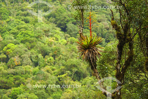  Bromelias at Atlantic Rain Forest - Sea Mountain Range State Park - Cunha region - Sao Paulo state - Brazil - 01/2007 