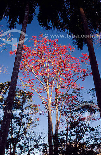  Tree of the Atlantic Rainforest 
