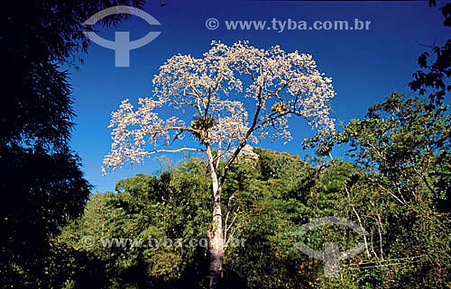  (Ceiba glaziovii) Atlantic Rainforest tree - Serra de Baturite - Ceara state - Brazil 