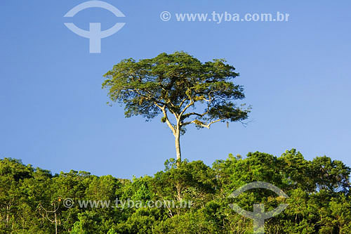  Tree on the Atlantic Rainforest - Itanhaem region - Sao Paulo state - Brazil - 01/2007 