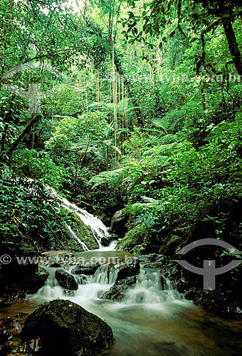  River at Atlantic Rainforest - Intervales State Park - Sao Paulo State - Southeastern Brazil 