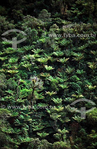  Typical view of a hillside Atlantic forest, densely populated by fern trees - South Brazil 