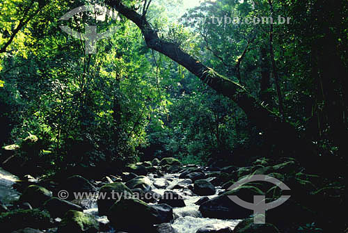  Primatological center - Atlantic Rainforest - Mage city - Rio de Janeiro state - Brazil 