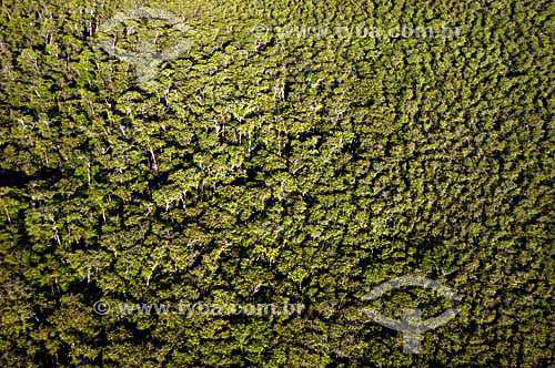  Atlantic Rainforest - Espirito Santo state - November 2006 