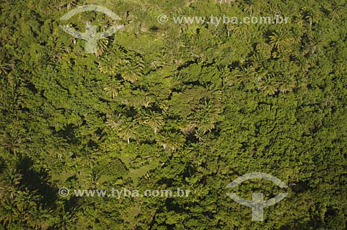  Atlantic Rainforest - Espirito Santo state - November 2006 