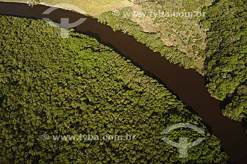  Atlantic Rainforest - Espirito Santo state - November 2006 