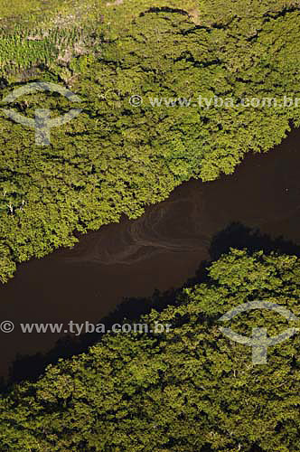  Atlantic Rainforest - Espirito Santo state - November 2006 