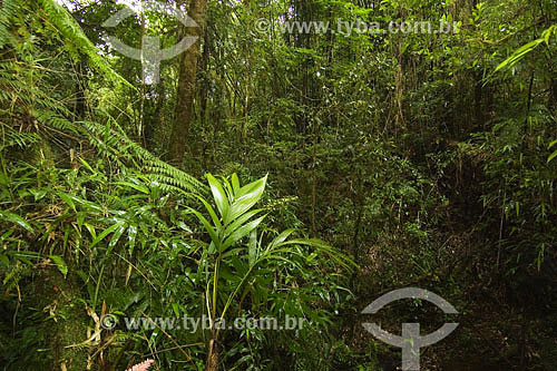  Atlantic Rainforest - Sea Mountain Range State Park - Cunha region - Sao Paulo state - Brazil - 01/2007 