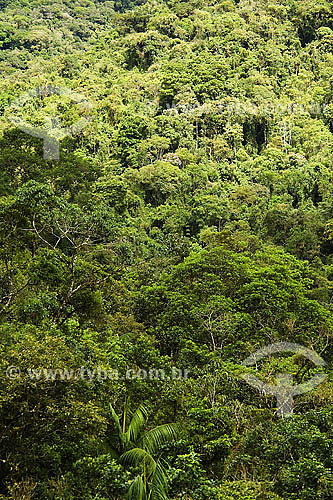 Atlantic Rainforest - Sea Mountain Range State Park - Cunha region - Sao Paulo state - Brazil - 01/2007 