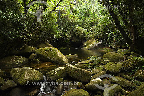  River in Atlantic Rain-forest 