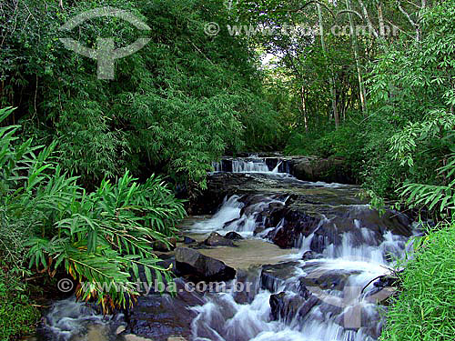  Small river in the forest 