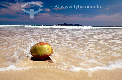  Cocunut at the beach - Ilha Grande - Rio de Janeiro state - Brazil 