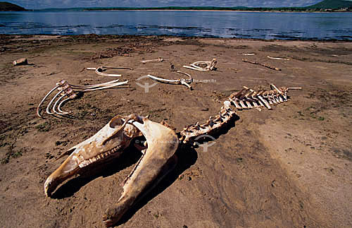  Bone next to Sao Francisco River - Sergipe state - Brazil 