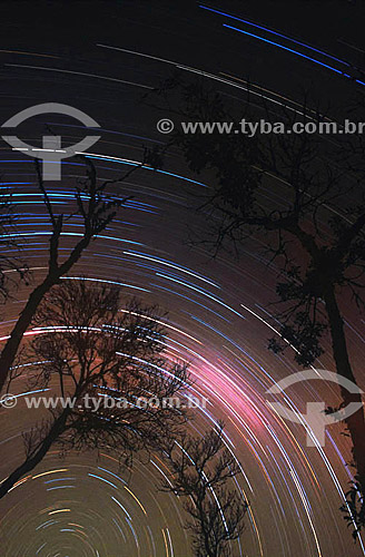  Forest at night with the lines of the movement of the stars caused by the Earth movement 