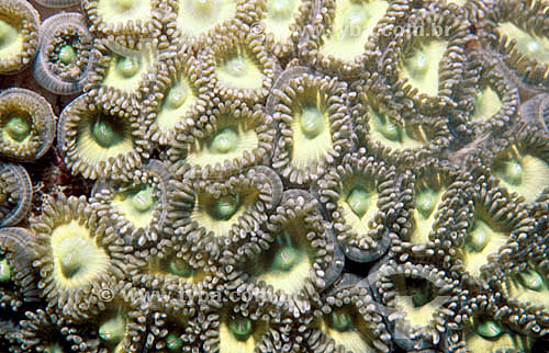  (Anthozoa) - Coral - Corumbal - Bahia state - Brazil 