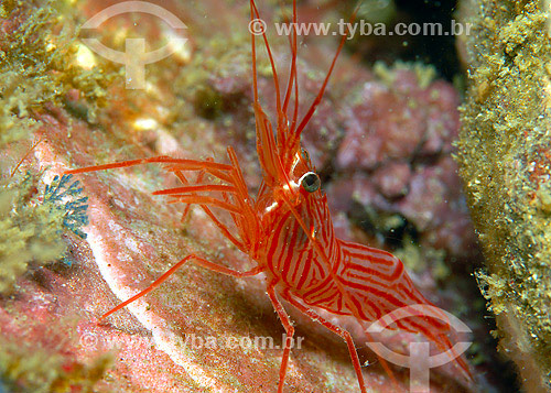   Shrimp - Cabo Frio region - Rio de janeiro state 