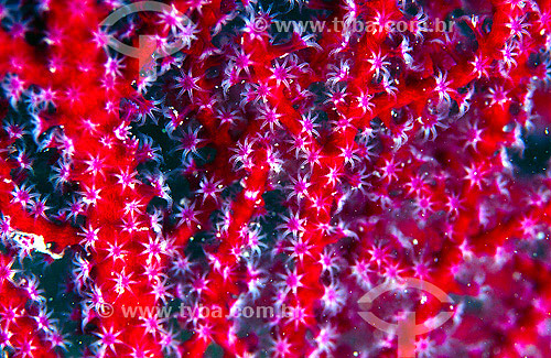  Coral detail (Muricea flama) - Abrolhos - Bahia state - Brazil - 2007 