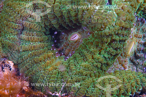  Brain Coral (Diploria strigosa) - Brazil - 2007 