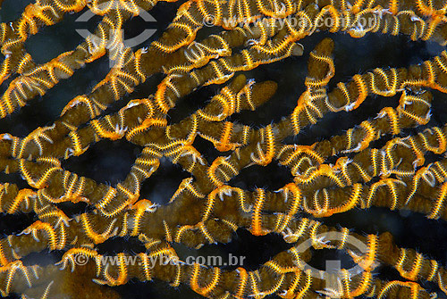  Corals - Cabo Frio region - Rio de Janeiro state - Brazil - 2007 