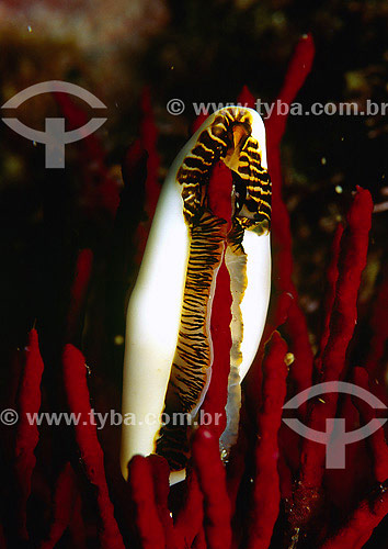  Gastropod feeding iteself with a Gorgonia - Florianopolis region - Santa Catarina state - Brazil - 2007 