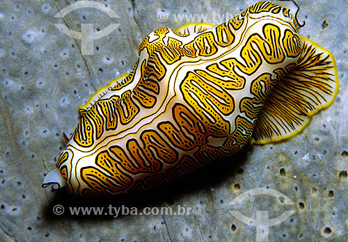  Gastropod on Gorgonia - Arraial do Cabo region - Rio de Janeiro state - Brazil - 2007 