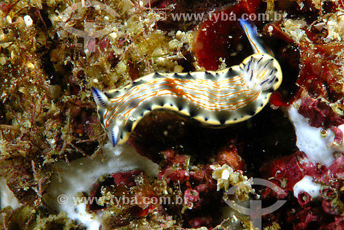  Molusk (Hypselodoris sp.) - Cabo Frio region - Rio de Janeiro state - Brazil - 2007 