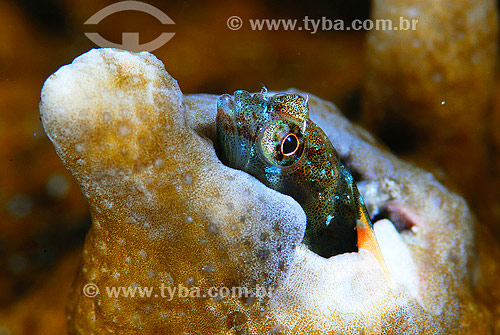  Little Monkey fish - Cabo Frio region - Rio de Janeiro state - Brazil 