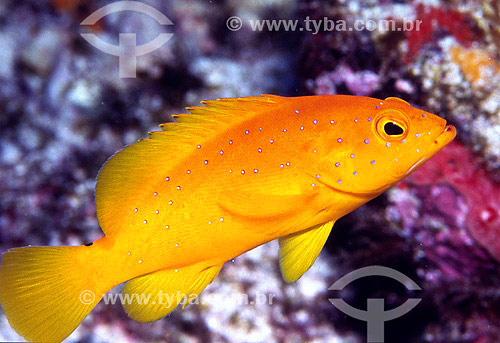  yellowish juvenile coney (Cephalopholis fulva) - Fernando de Noronha region - Pernambuco state - Brazoç 