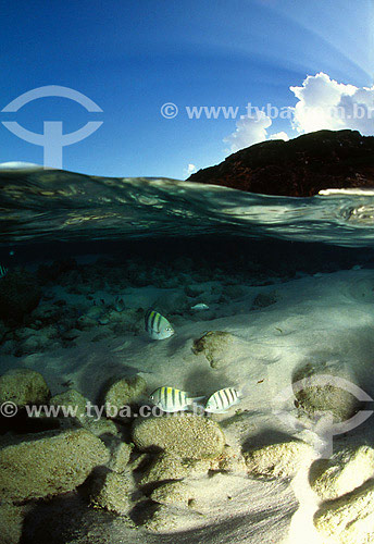  Pool of Atalaia - Fernando de Noronha - Pernambuco state - Brazil 