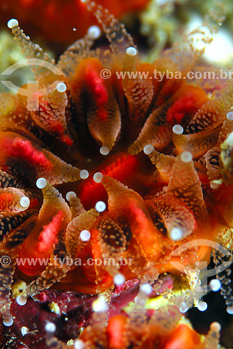  Polyps - Arraial do Cabo region - Rio de Janeiro state - Brazil 