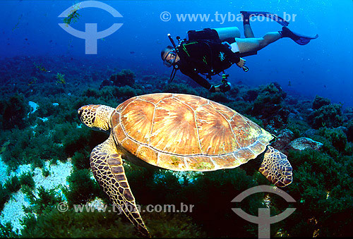  Turtle and diver - Fernando de Noronha region - Pernambuco state - Brazil 