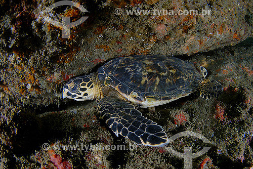  Hawksbill Turtle (Eretmochelys imbricata) - Cabo Frio region - Rio de Janeiro state - Brazil  