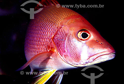  Dog Snapper (Lutjanus jocu) - Abrolhos region - Bahia state - Brazil 