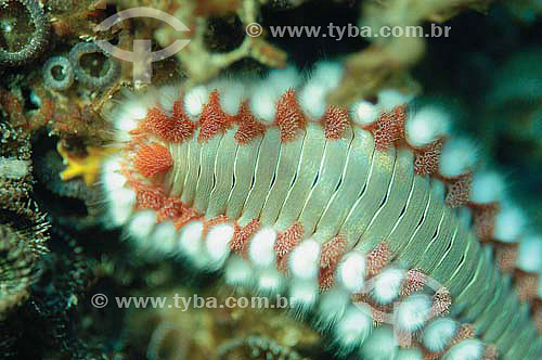  Hawaiian Orange Fireworm (Eurythoe complanata) - species occurring all along the brazilian coast - Brazil 