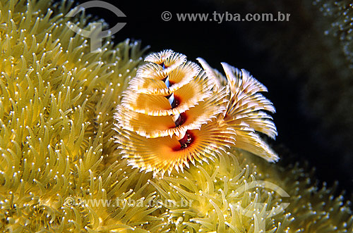  Spirobranchus sp. - Bonaire 