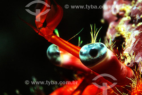  Starry-eyed Hermit (Dardanus venosus)  