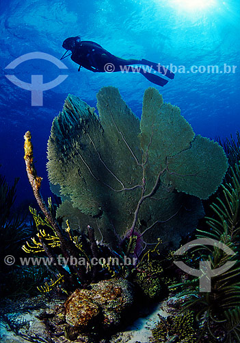  Sea fan and diver - Bonaire 