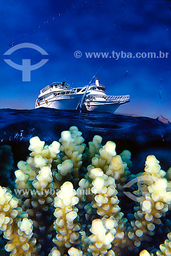  Aquatic plants with boats on the background  