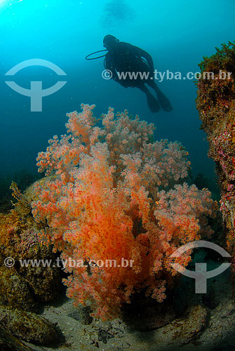  Sea fan (invading species) - Cabo Frio region - Rio de Janeiro state - Brazil 